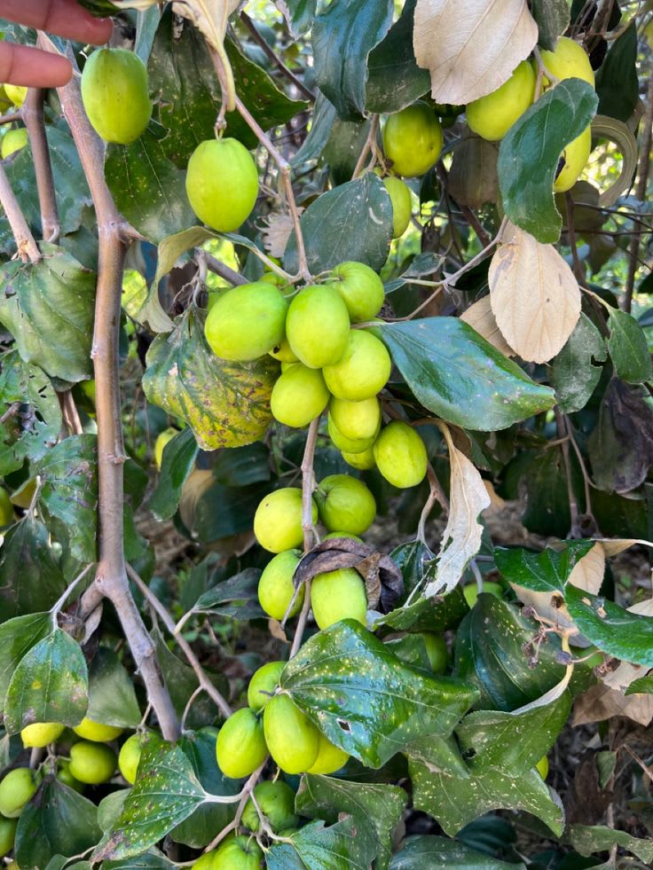 Seedless Apple Ber (Hybrid & Grafting) Jujubi Fruit Plant Pack Of-1