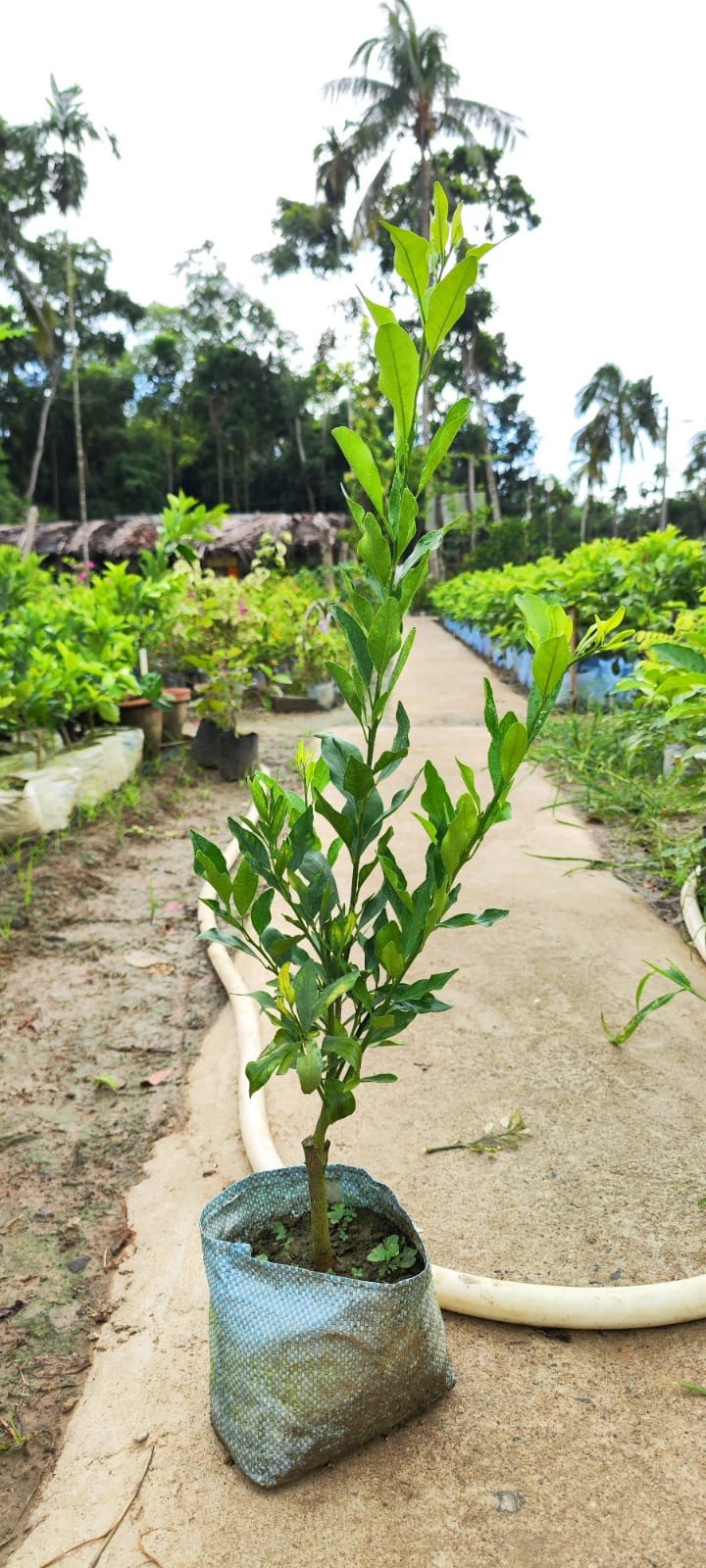 Darjieeling Orange Fruit Plant (Hybrid & Grafting ) Pack Of-1