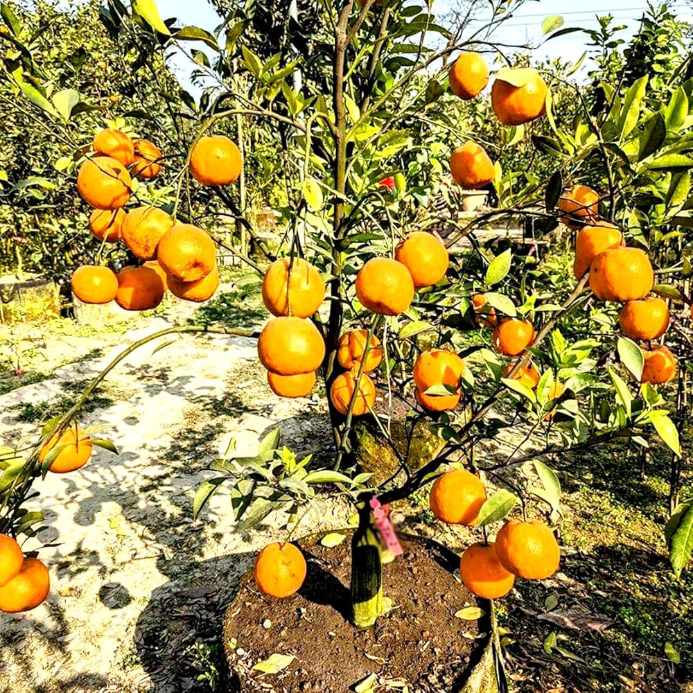 Darjieeling Orange Fruit Plant (Hybrid & Grafting ) Pack Of-1