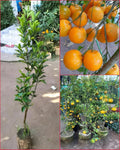 Darjieeling Orange Fruit Plant (Hybrid & Grafting ) Pack Of-1