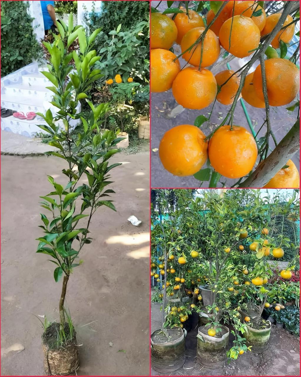 Darjieeling Orange Fruit Plant (Hybrid & Grafting ) Pack Of-1
