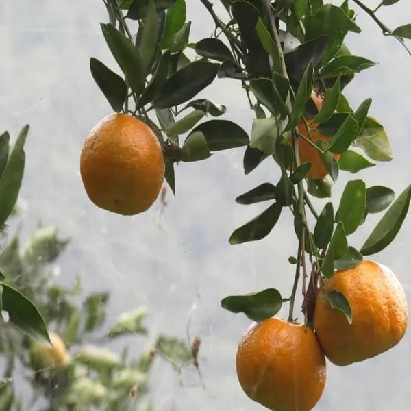 Darjieeling Orange Fruit Plant (Hybrid & Grafting ) Pack Of-1