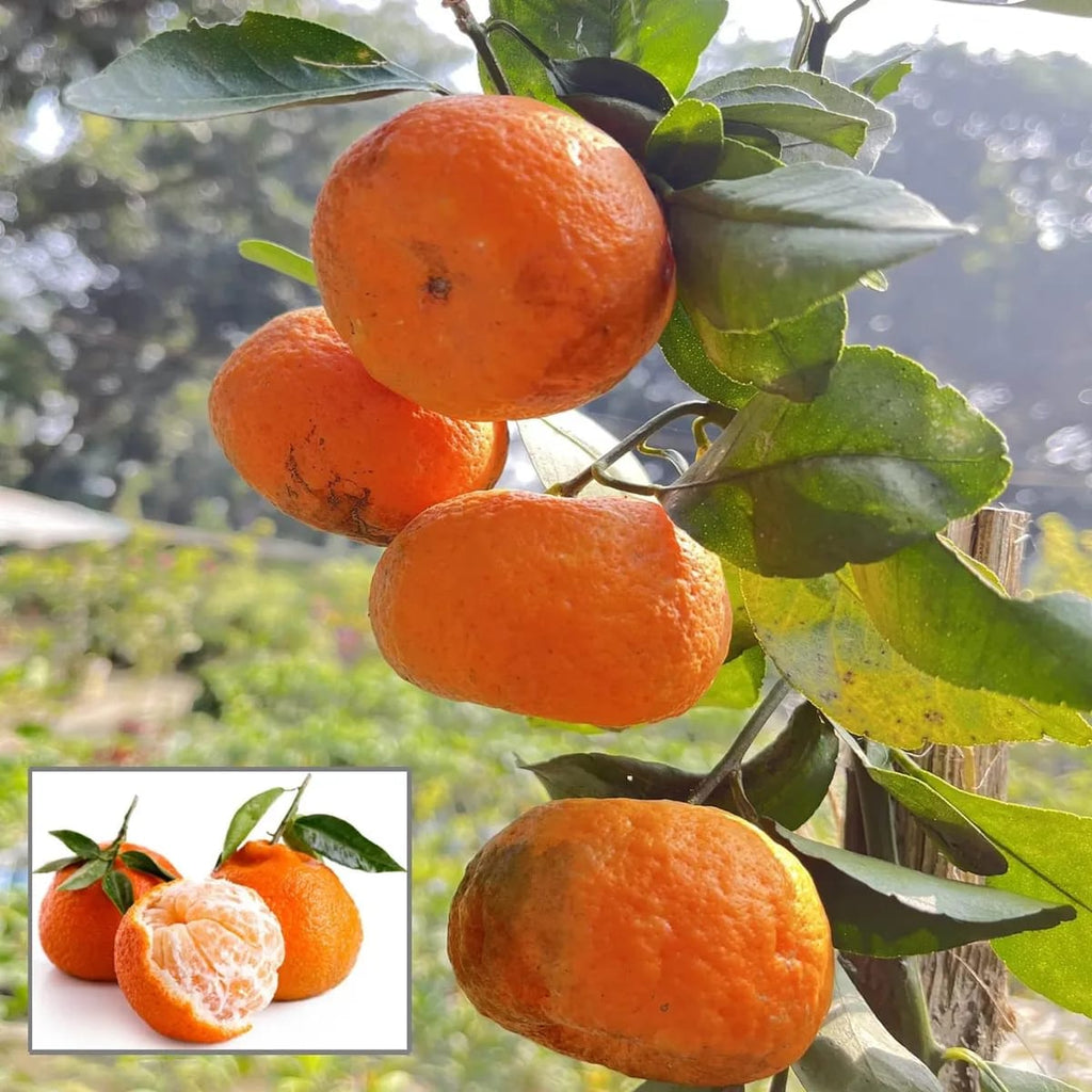 Darjieeling Orange Fruit Plant (Hybrid & Grafting ) Pack Of-1