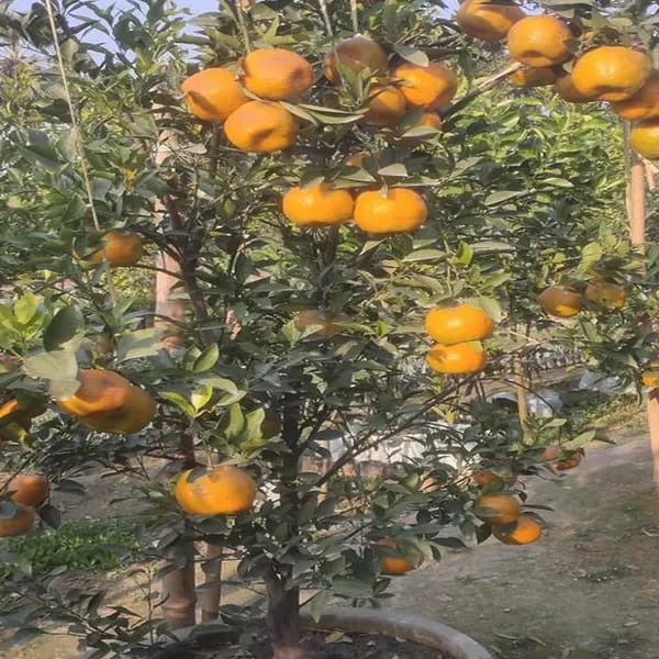 Darjieeling Orange Fruit Plant (Hybrid & Grafting ) Pack Of-1