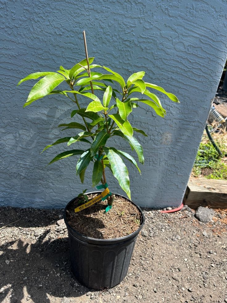 Hybrid Ashwini Mango 🥭🥭🥭 Grafting Fruit Plant (Pack Of-1 )