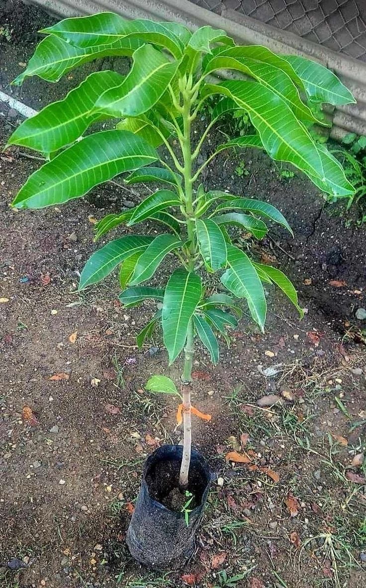Hybrid Ashwini Mango 🥭🥭🥭 Grafting Fruit Plant (Pack Of-1 )