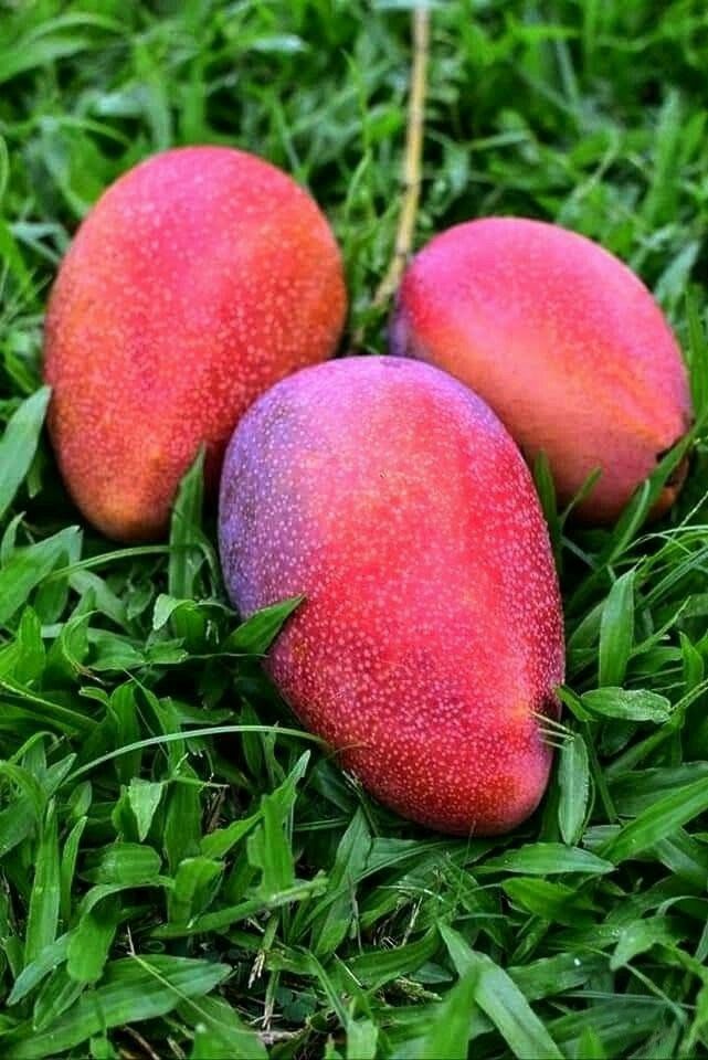 Hybrid Ashwini Mango 🥭🥭🥭 Grafting Fruit Plant (Pack Of-1 )