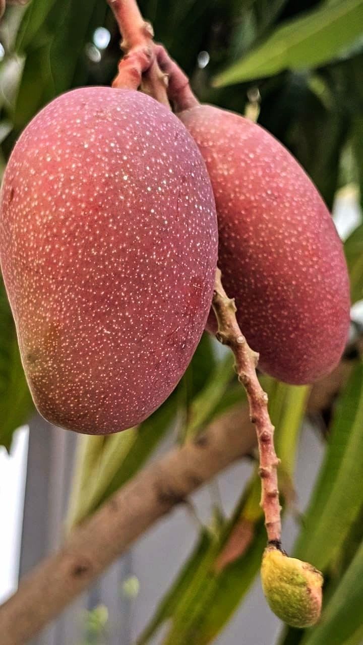 Hybrid Ashwini Mango 🥭🥭🥭 Grafting Fruit Plant (Pack Of-1 )