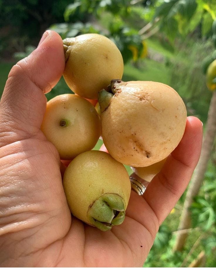 Rose Apple Fruit Plant Pack Of-1 (Hybrid & Grafting)