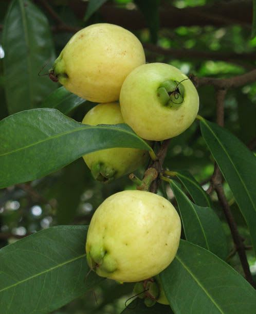 Rose Apple Fruit Plant Pack Of-1 (Hybrid & Grafting)