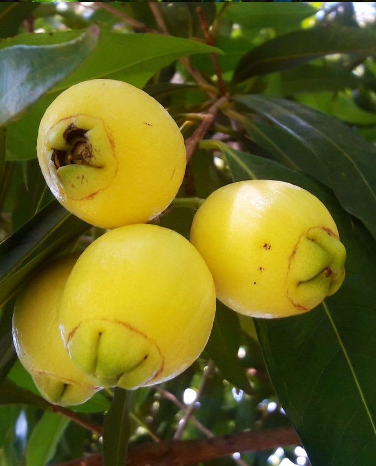 Rose Apple Fruit Plant Pack Of-1 (Hybrid & Grafting)