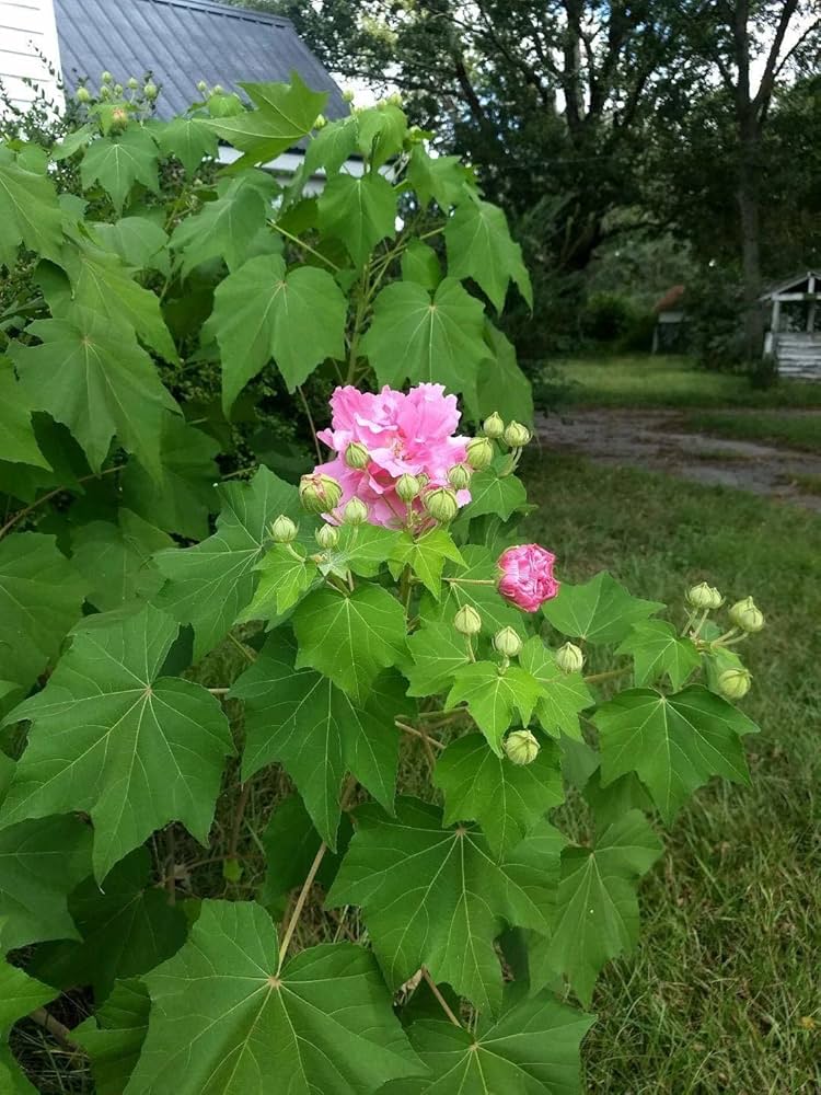 Hybrid Land Lotus 💐💐💐 Flower Plant (Pack Of-1 )