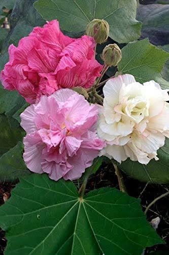 Hybrid Land Lotus 💐💐💐 Flower Plant (Pack Of-1 )