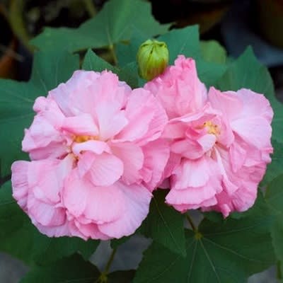 Hybrid Land Lotus 💐💐💐 Flower Plant (Pack Of-1 )