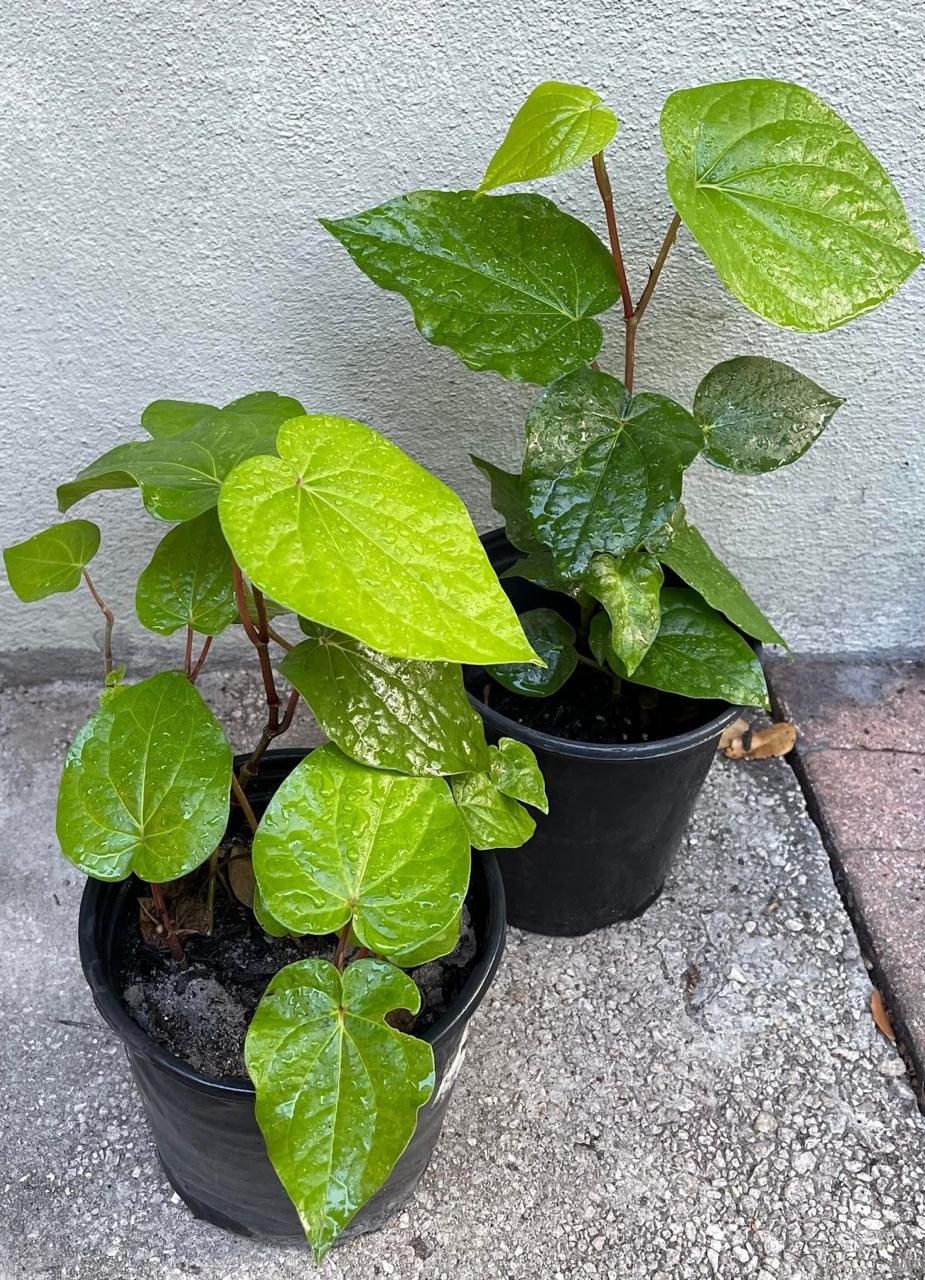 Hybrid Betel Leaf Plant (Pack Of-1 )
