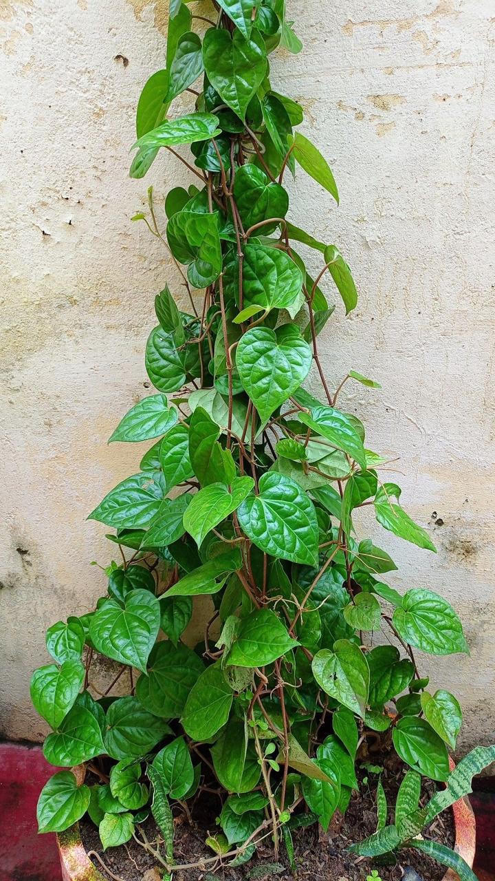 Hybrid Betel Leaf Plant (Pack Of-1 )