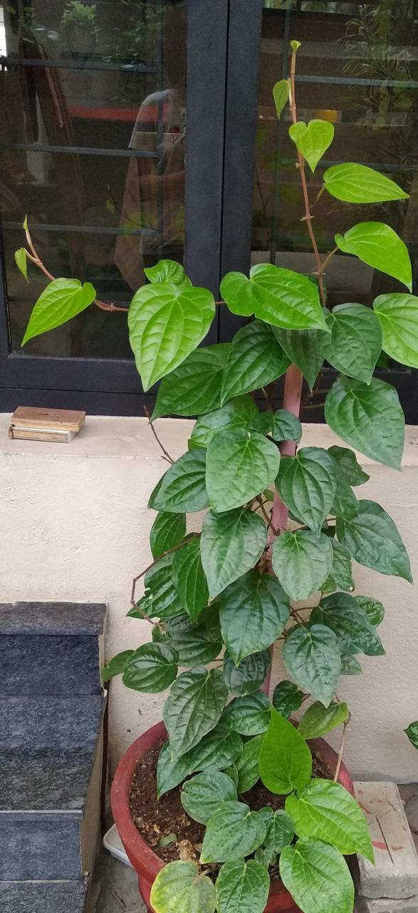 Hybrid Betel Leaf Plant (Pack Of-1 )