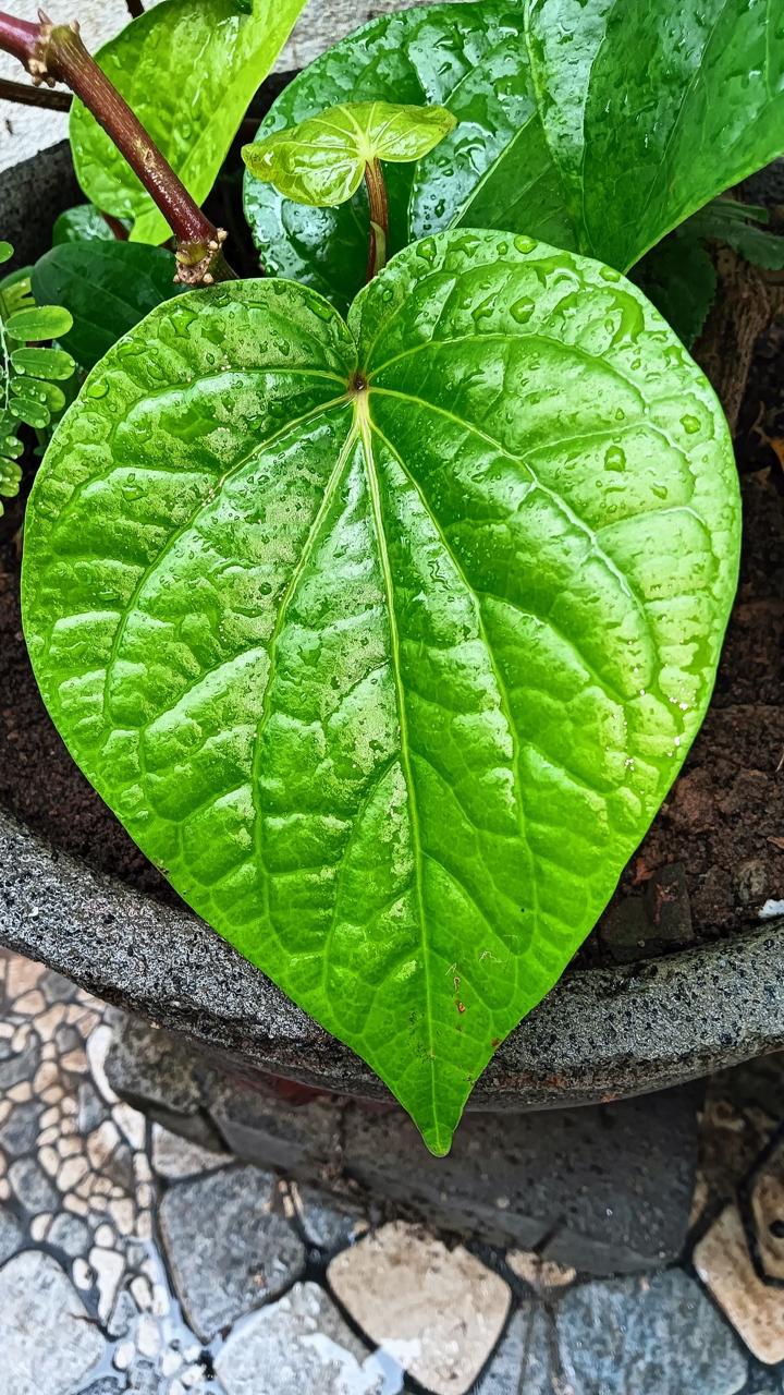 Hybrid Betel Leaf Plant (Pack Of-1 )
