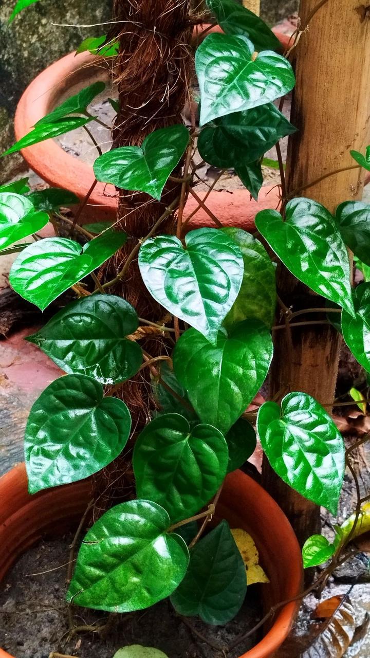 Hybrid Betel Leaf Plant (Pack Of-1 )