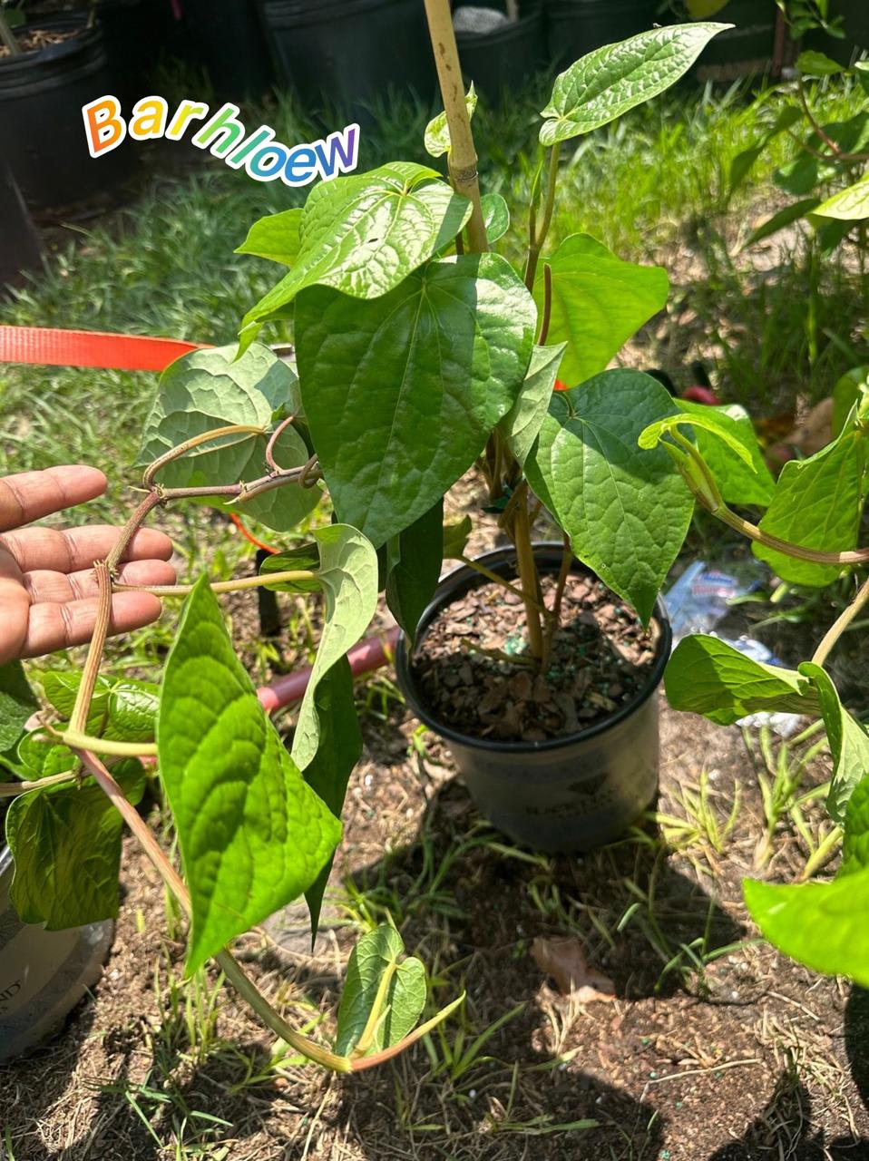 Hybrid Betel Leaf Plant (Pack Of-1 )