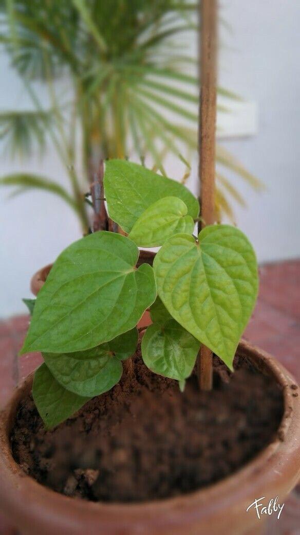 Hybrid Betel Leaf Plant (Pack Of-1 )