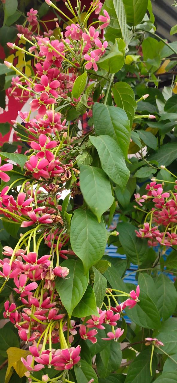Hybrid Madhumalti Flower Plant (Pack Of-1)