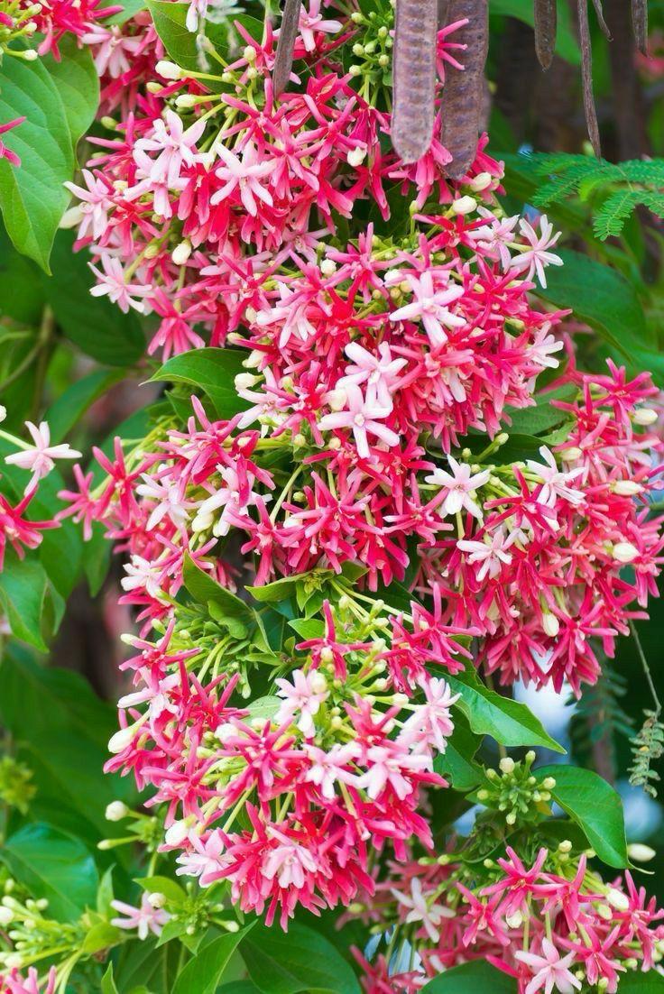 Hybrid Madhumalti Flower Plant (Pack Of-1)