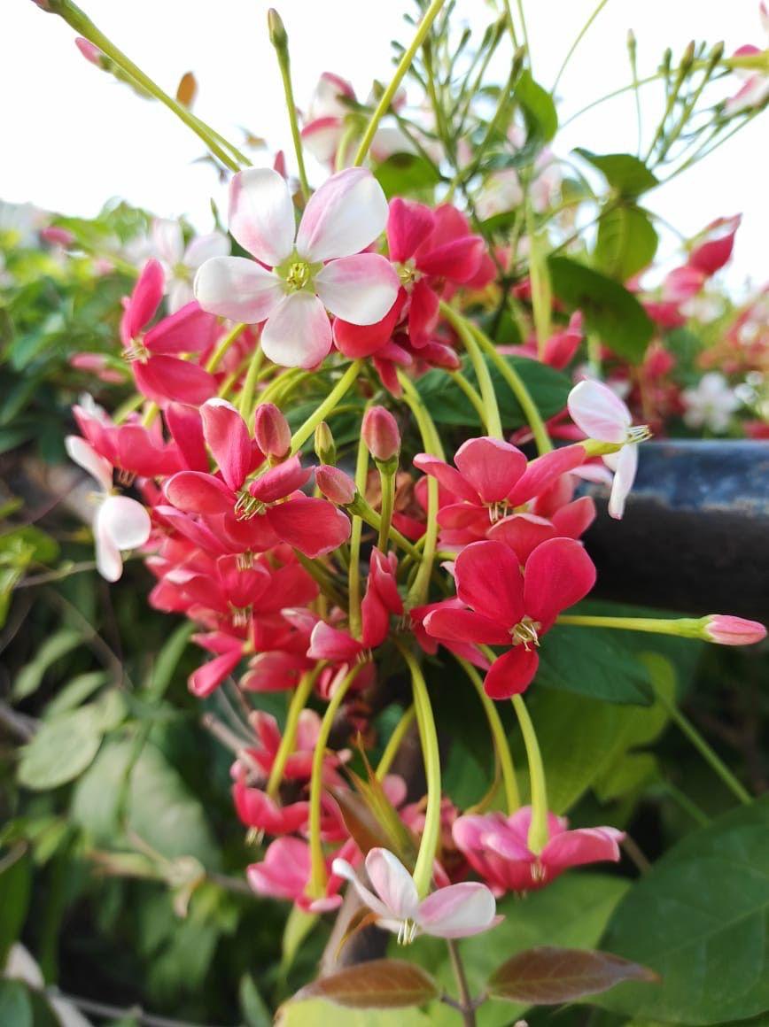 Hybrid Madhumalti Flower Plant (Pack Of-1)