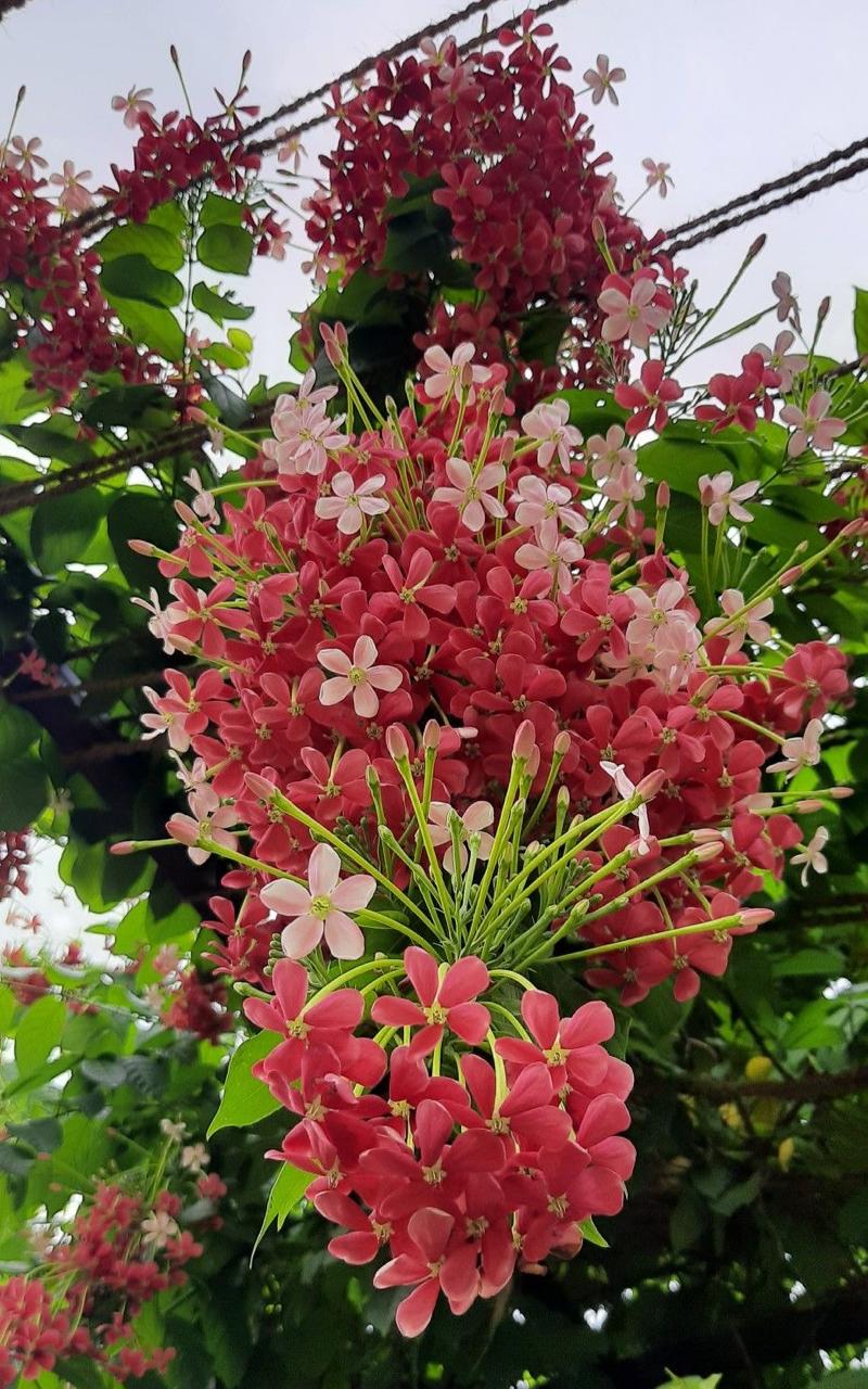 Hybrid Madhumalti Flower Plant (Pack Of-1)
