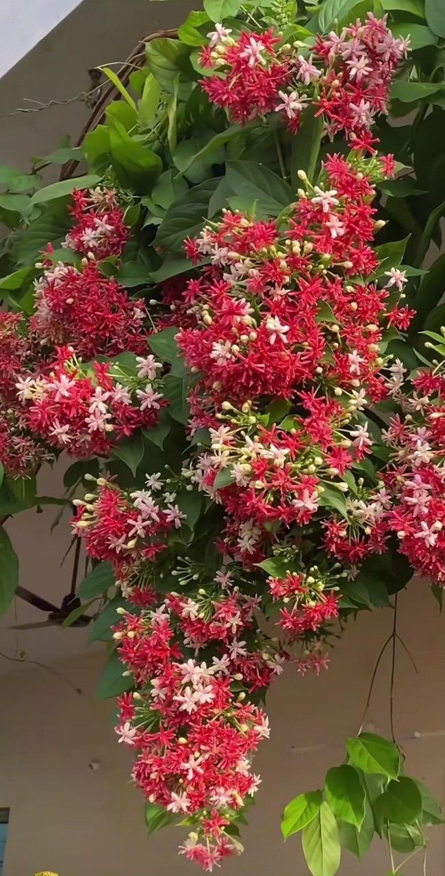 Hybrid Madhumalti Flower Plant (Pack Of-1)