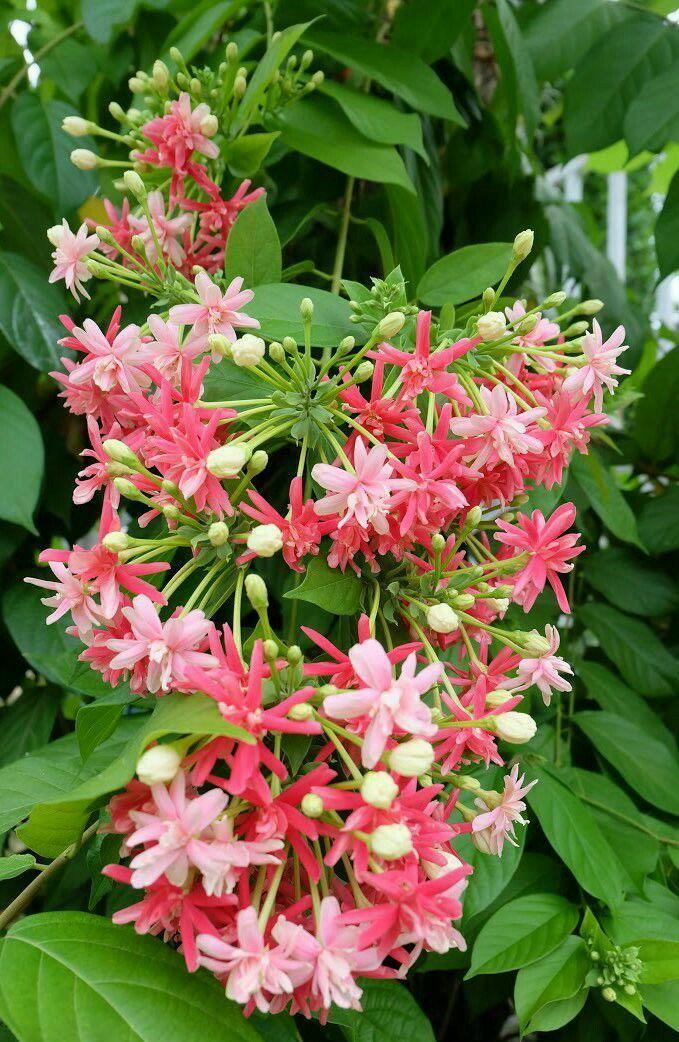 Hybrid Madhumalti Flower Plant (Pack Of-1)