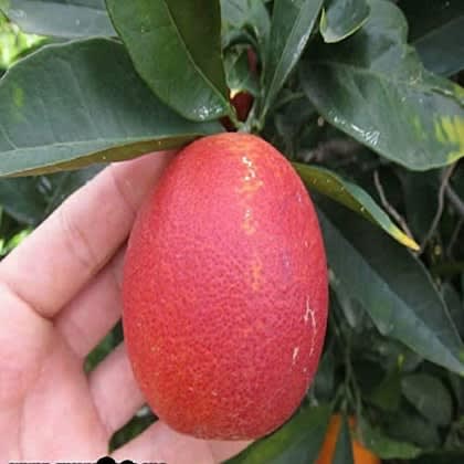 Hybrid Red Malta Orange 🍊🍊🍊 Grafting Fruit Plant (Pack Of-1 )