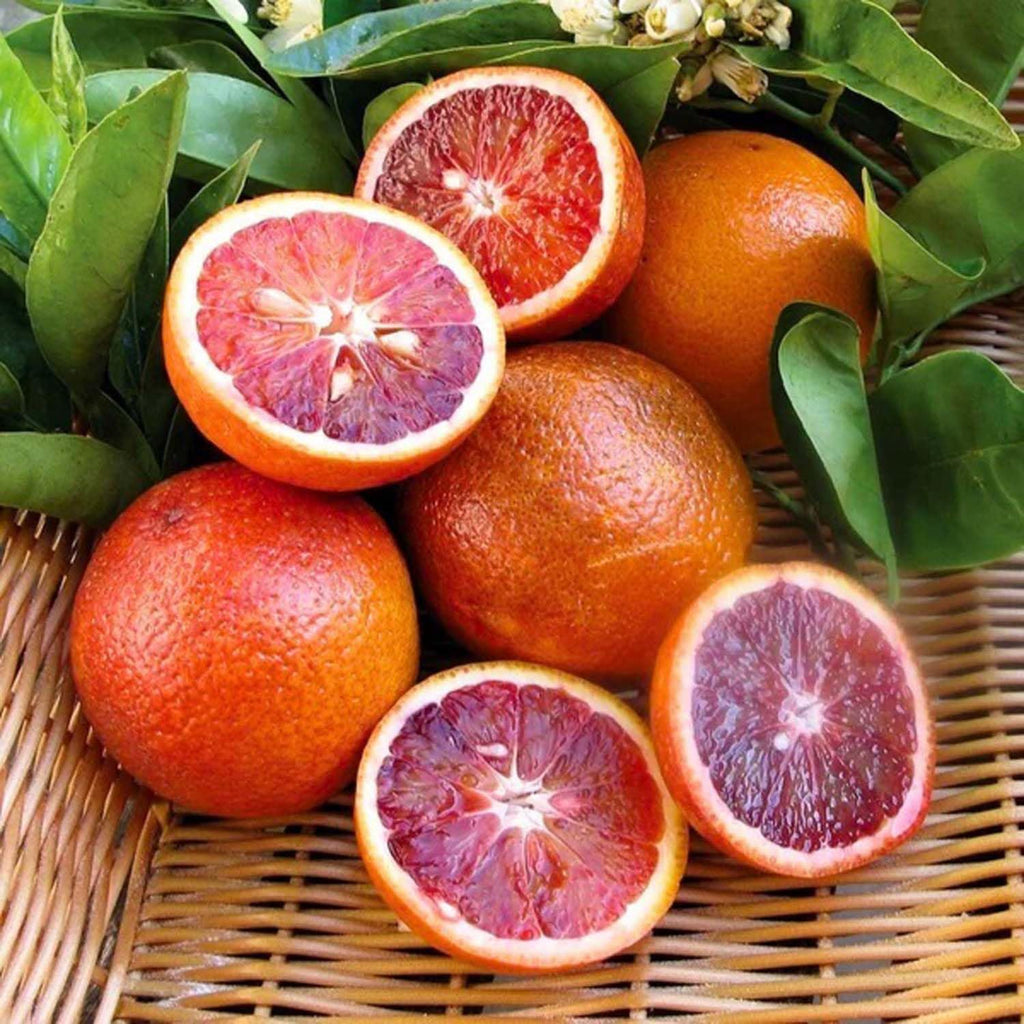 Hybrid Red Malta Orange 🍊🍊🍊 Grafting Fruit Plant (Pack Of-1 )