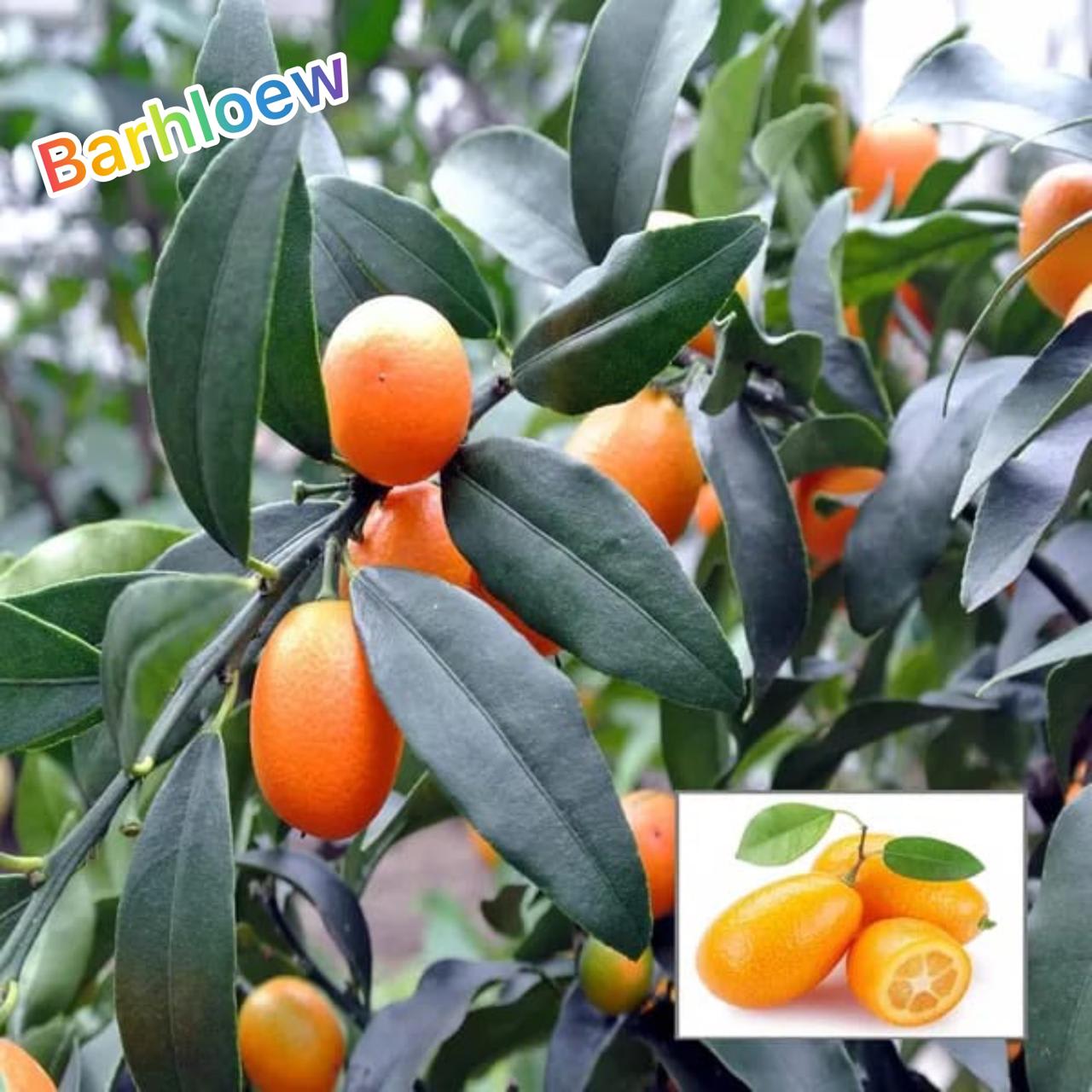 Thai Meyer Lemon 🍋🍋🍋 Fruit Plant (Hybrid & Grafting) Pack Of-1