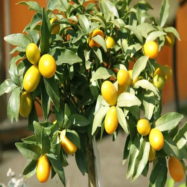 Thai Meyer Lemon 🍋🍋🍋 Fruit Plant (Hybrid & Grafting) Pack Of-1