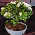 Hybrid White Ixora Flower Plant (Pack Of-1)