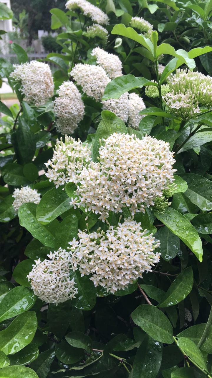 Hybrid White Ixora Flower Plant (Pack Of-1)