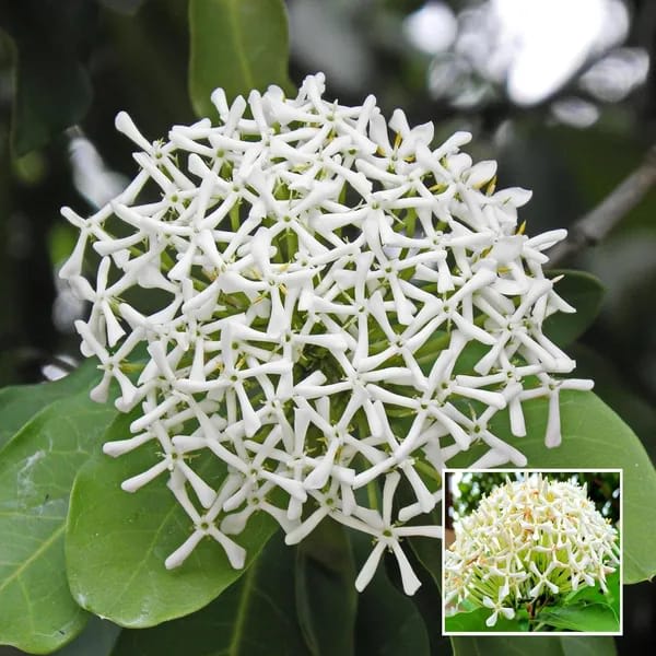 Hybrid White Ixora Flower Plant (Pack Of-1)