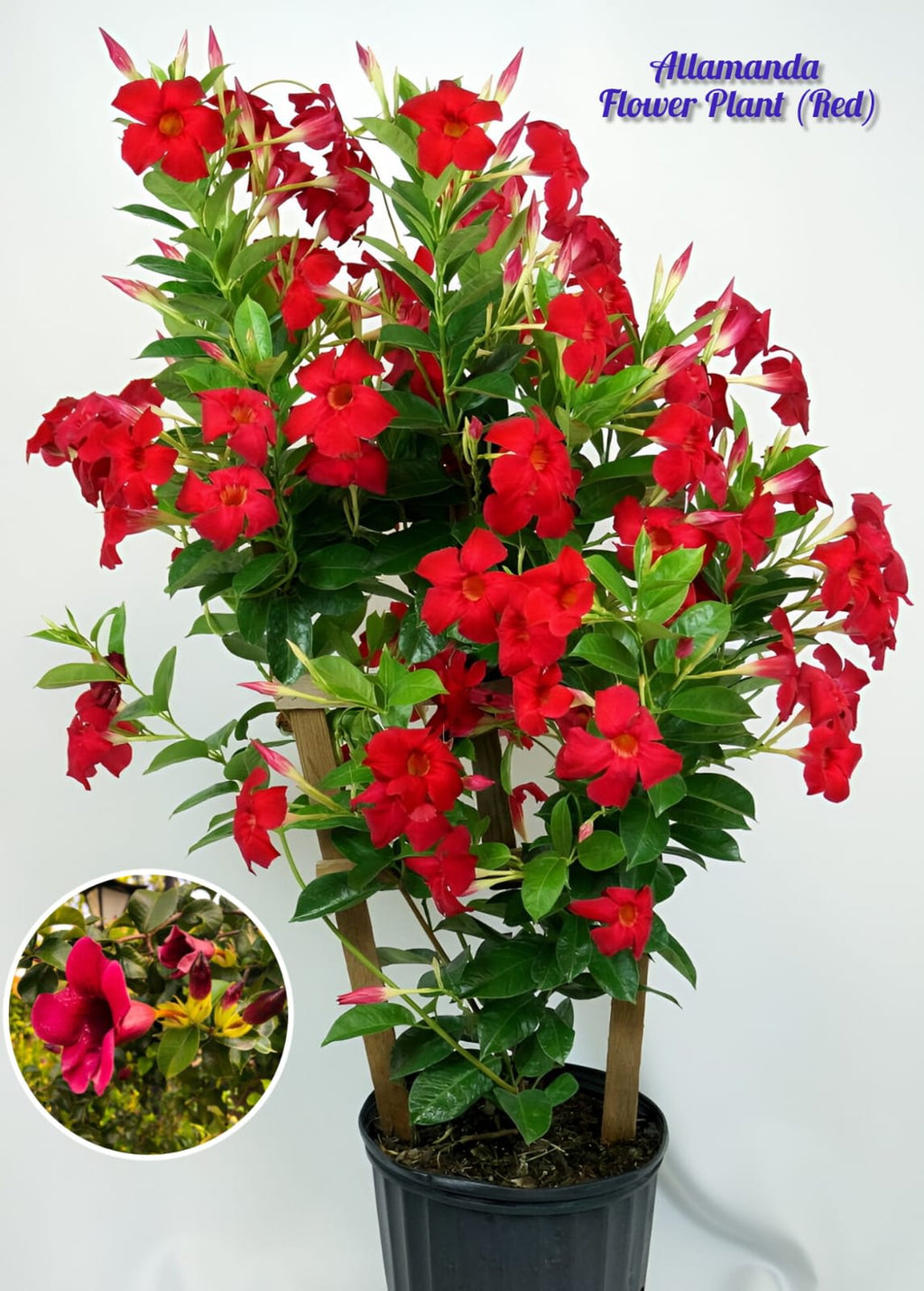 Allamanda Flower Plant (Red) Pack Of 1