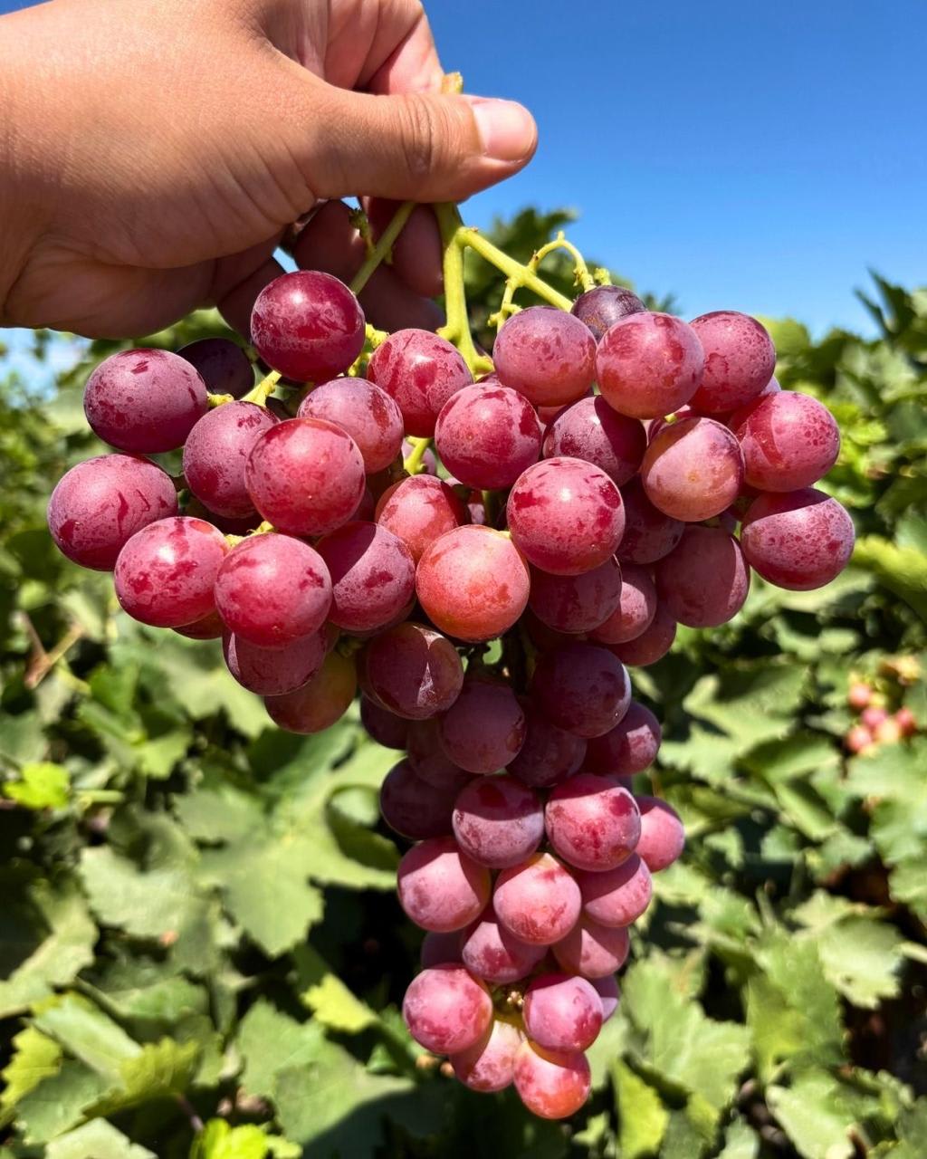 Hybrid Seedless Red Grapes Grafting Fruit Plant ( Pack Of-1 )
