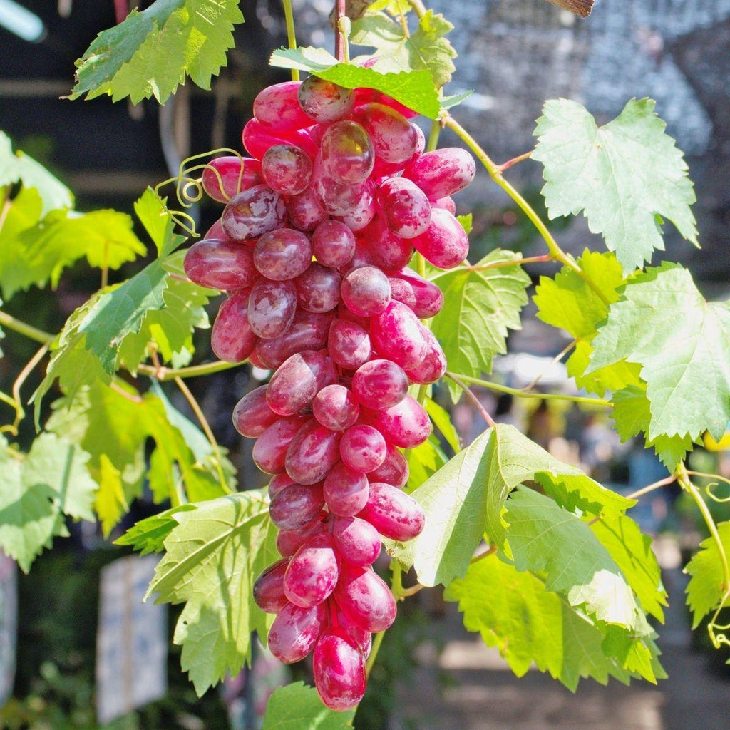 Hybrid Seedless Red Grapes Grafting Fruit Plant ( Pack Of-1 )