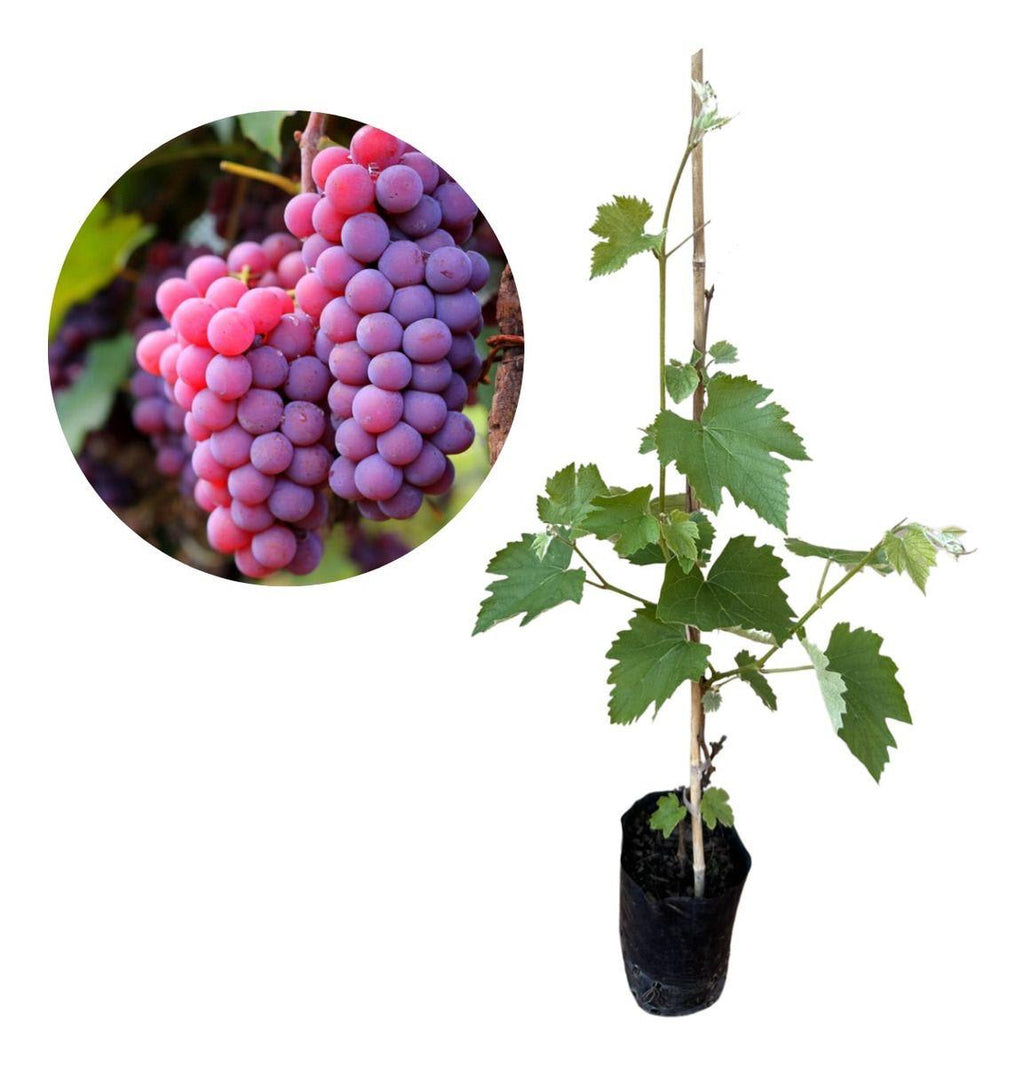 Hybrid Seedless Red Grapes Grafting Fruit Plant ( Pack Of-1 )