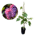 Hybrid Seedless Red Grapes Grafting Fruit Plant ( Pack Of-1 )