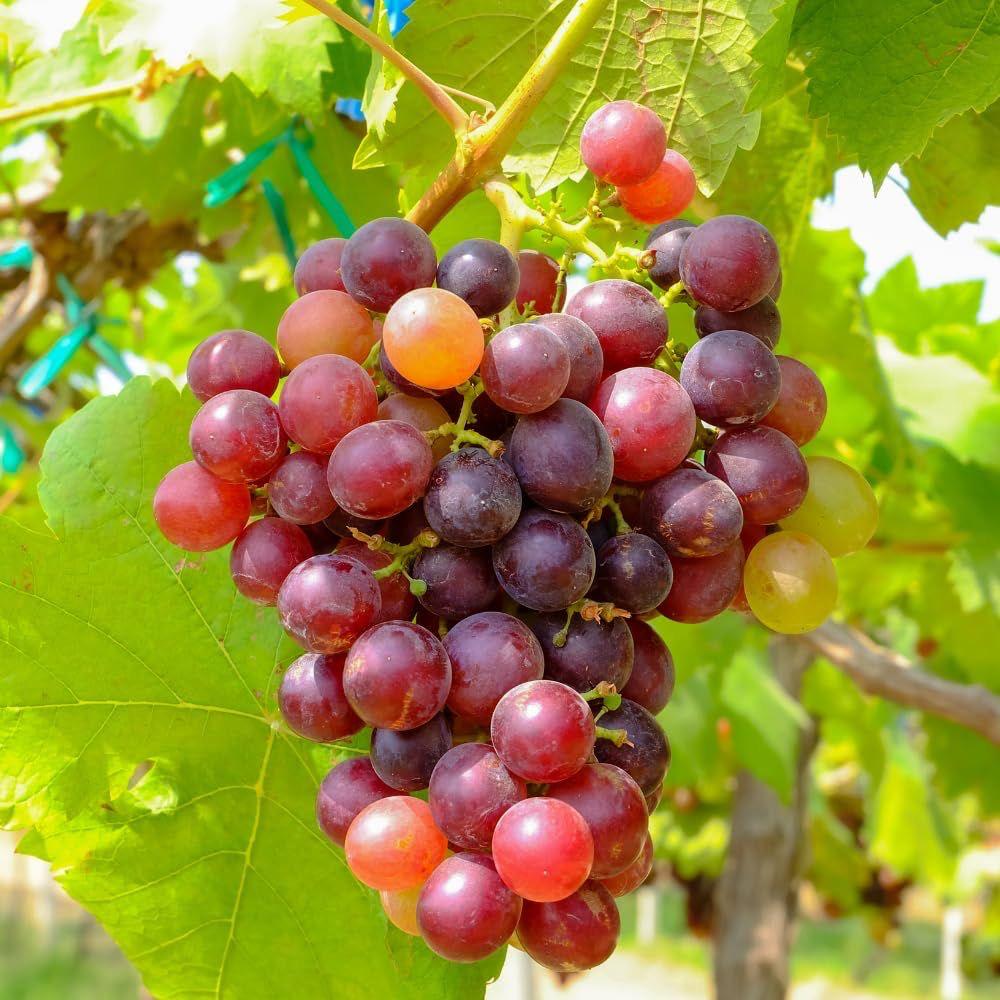 Hybrid Seedless Red Grapes Grafting Fruit Plant ( Pack Of-1 )