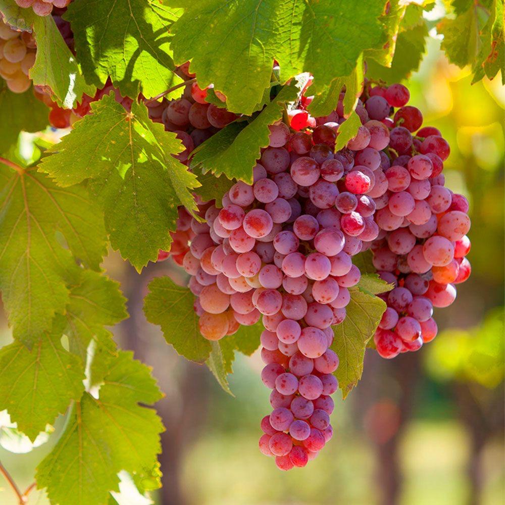 Hybrid Seedless Red Grapes Grafting Fruit Plant ( Pack Of-1 )