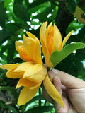 Hybrid Golden Champa Grafting Plant (Pack Of 1)