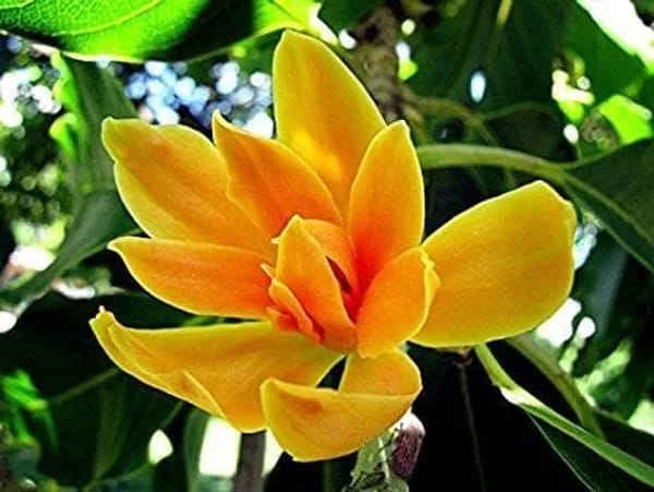 Hybrid Golden Champa Grafting Plant (Pack Of 1)