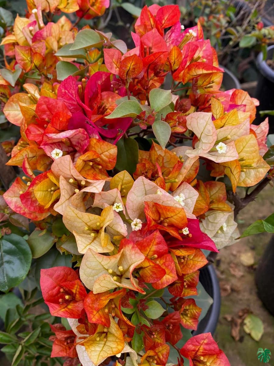 Chitra Bougainvillea Flower Plant (Pack Of-1)