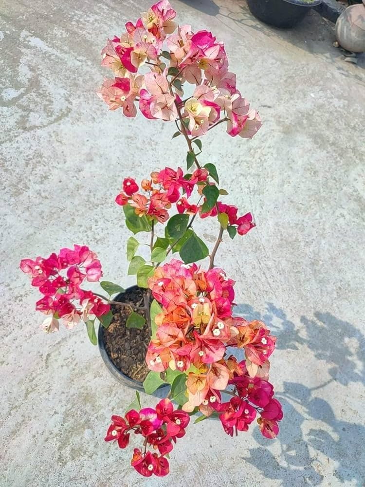 Chitra Bougainvillea Flower Plant (Pack Of-1)