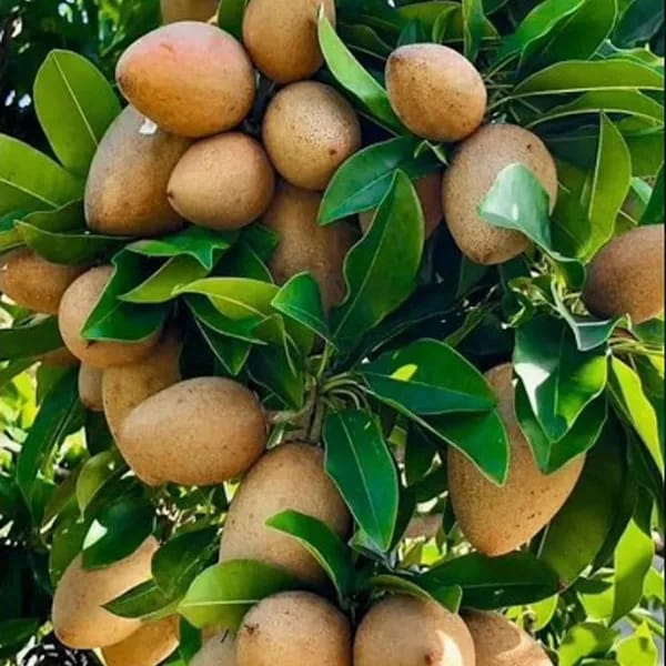 Thai Variety Sapota/Chiku Hybrid Grafting Fruit Plant (Pack Of-1)